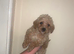 Cockapoo x toy poodle puppies