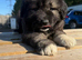 3 stunning Caucasian puppies for sale 1 girl 2 boys left