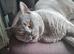 British Blue shorthair stud