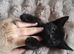 Ready for loving forever homes <3
