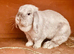 4 mini lops left