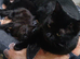Black kittens.