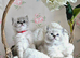 Stunning Lynx Mitted Mink Ragdoll Kittens