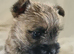 Kc registered cairn terrier puppies