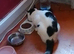 Male cat Charlie