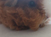 2 females ready for forever homes