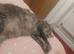 Female cat
