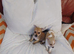 Chihuahua Bambi still. Available