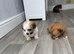 Yorkie x jack russle puppies