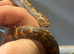 2 Sand boas for sale