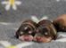 KC Reg Show Type Cocker Spaniel Puppies DNA Tested