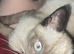 Male kitten