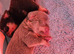 Pug litter