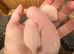 2 angora Jills