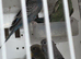 Black faced budgies