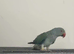 Indian Ringneck Rare Colour 5-6 Months Old