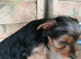 Pedigree Pure Yorkshire Terrier puppies