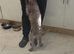 Bedlington x Lakeland terrier 2 xmale 8weeks old