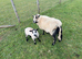 2 year old Torddu badger face ewe with Blue face texel x ram lamb at foot