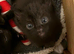 Ragdoll x Kittens