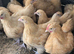 ORPINGTON HATCHING EGGS X 6 BLUE, BUFF, BLACK, SPLASH 24 hour tracked post