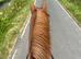 Gorgeous 16.1hh Anglian European Warmblood All-Rounder Mare