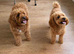 8 Beautiful FB1 Cockapoo’s Looking For Their Forever Homes.