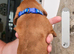 beautiful dachshund puppies for sale
