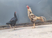 Aseel chicken pair