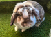 Mini lop. Female