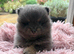Xs Pomeranian puppies