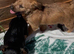 Jack Russell’s