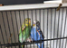 Gold breast, BW budgie