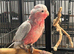 Hand Reared Baby Galah Cockatoos