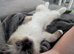 Ragdolls