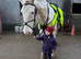 16.2hh TGCA cob gelding