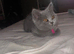 British shorthair kittens