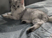 Beautiful 12week old kitten