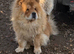 Male 2 years old chow