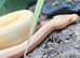 Albino Pinstripe Royal Python at Birmingham Reptiles