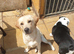 Kc registered cream labrador boy
