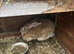 Adult Continental Rabbits Wanted