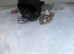 ️Kittens️Fur babies looking for their forever homes