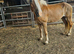 Registered pedigree Austrian bred Haflinger mare