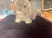Pure mini lop