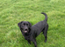 Beautiful Labrador female