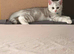 Male British shorthair kitten