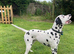 *PROVEN* KC reg black spotted handsome William