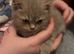 Stunning lilac/spotter male kittens only 1 left