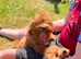 F1 Beautiful cavapoo puppies